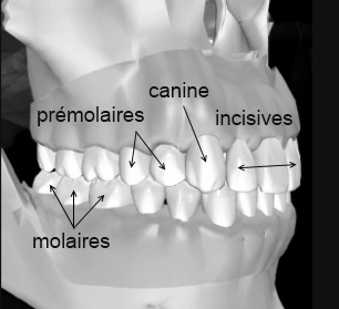 chirurgien dentiste bordeaux la denture de l'adfulte